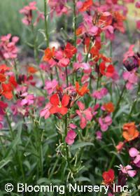 Erysimum 'Constant Cheer'